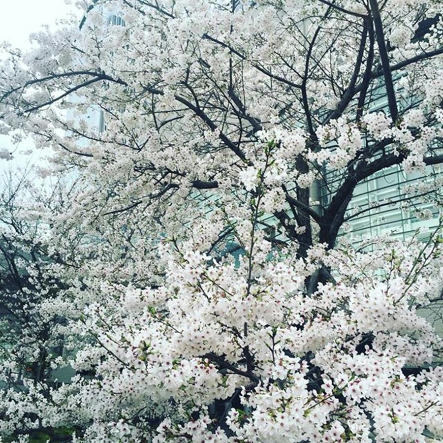 Flower Photograph - 満開cherry Blossom 😊#newbeginnings by Ayaka Sagawa
