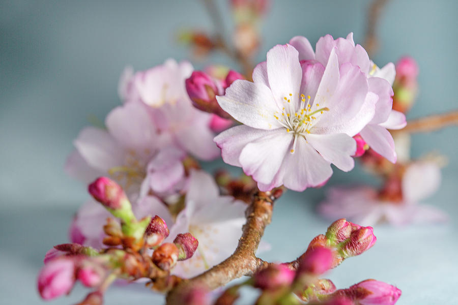 Cherry Blossom on Blue Photograph by Iris Richardson