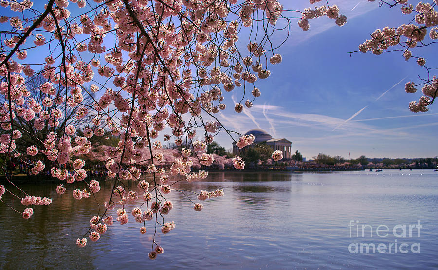 Jefferson Memorial Photograph - Cherry blossom over tidal basin by Rima Biswas