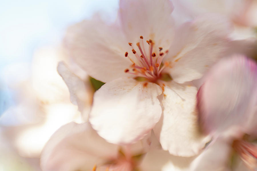 Cherry Blossom Photograph by Pamela Taylor