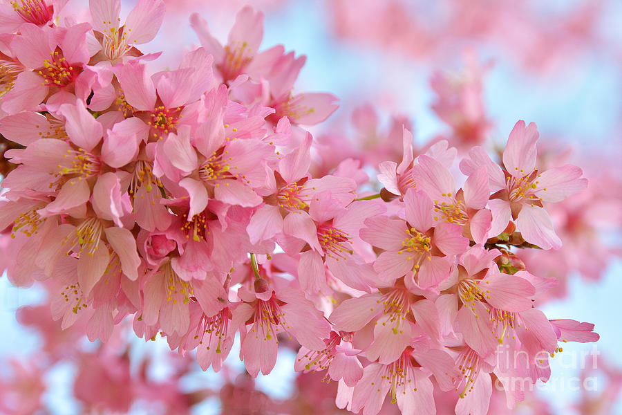 Sakura Photograph - Cherry Blossom Pastel by Regina Geoghan