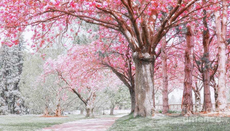 Cherry Blossom Path Photograph by Charline Xia