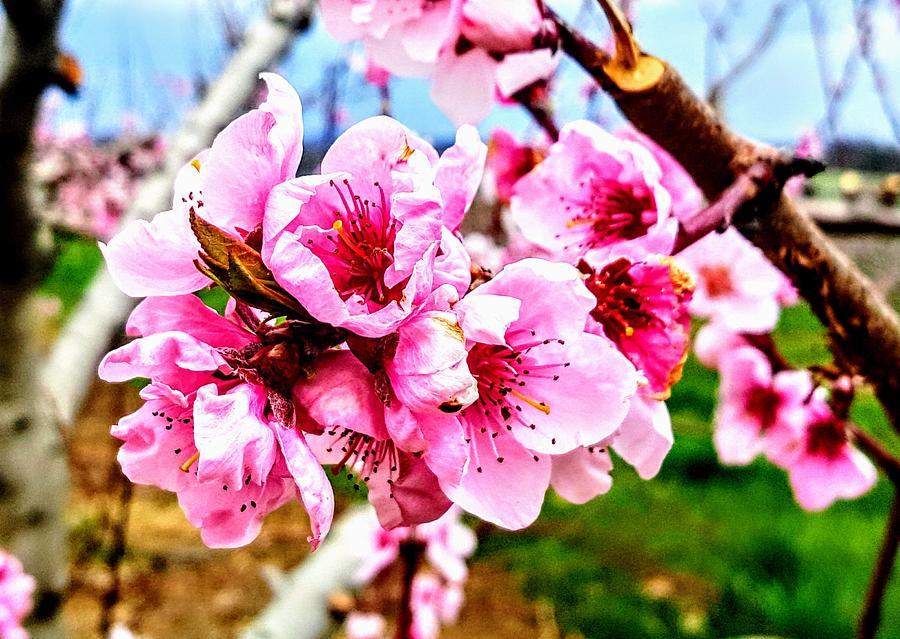 Cherry Blossom  Photograph by Paul Kercher