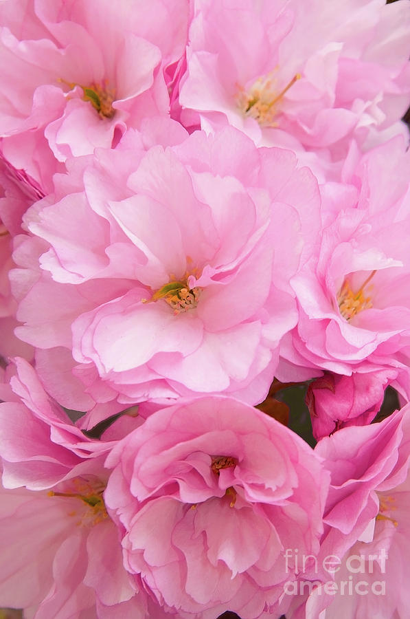 Cherry Blossom Pink Photograph
