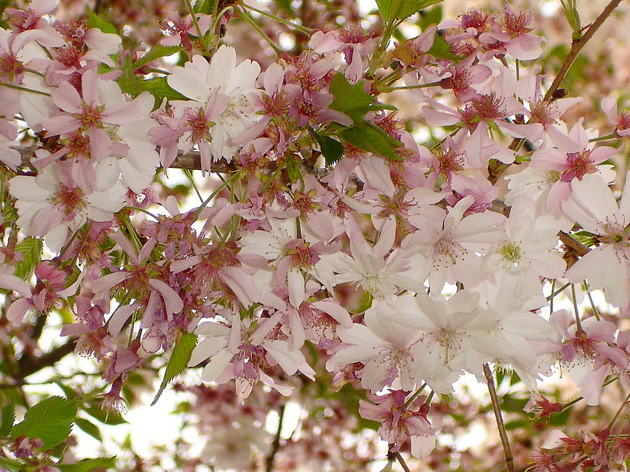 Cherry Blossom Profusion Photograph by Margie Avellino