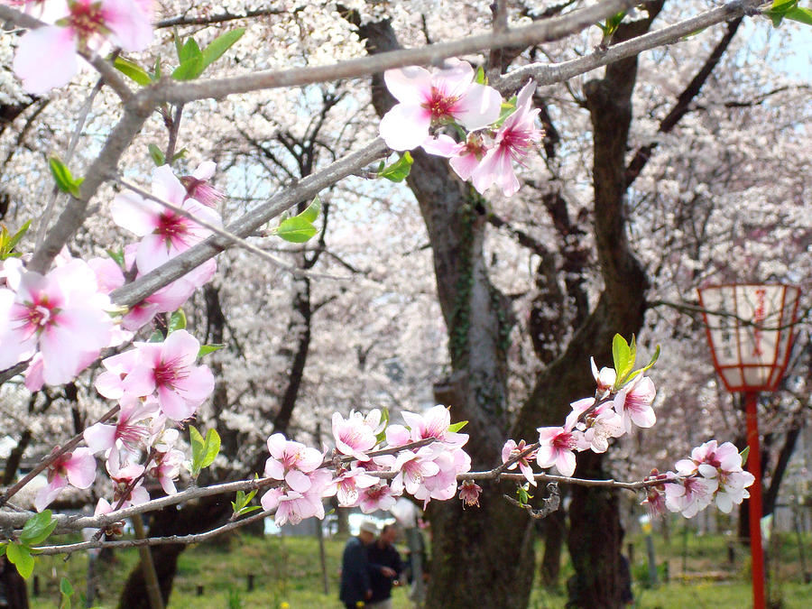 Cherry Blossom Photograph - Cherry Blossom by Rachel Taylor