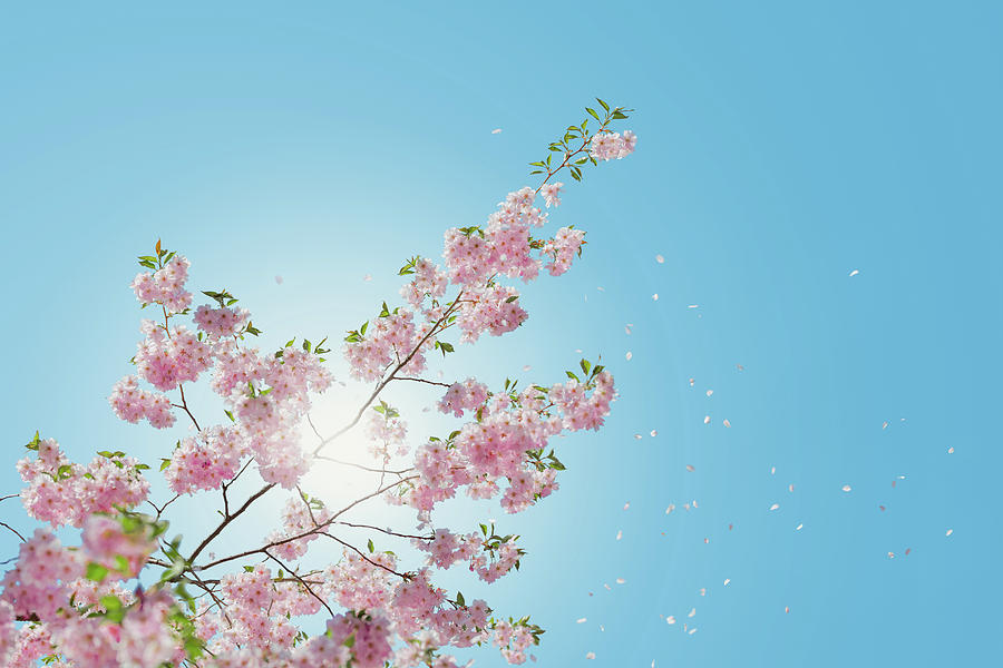 Spring Photograph - Cherry blossom  by Happy Home Artistry