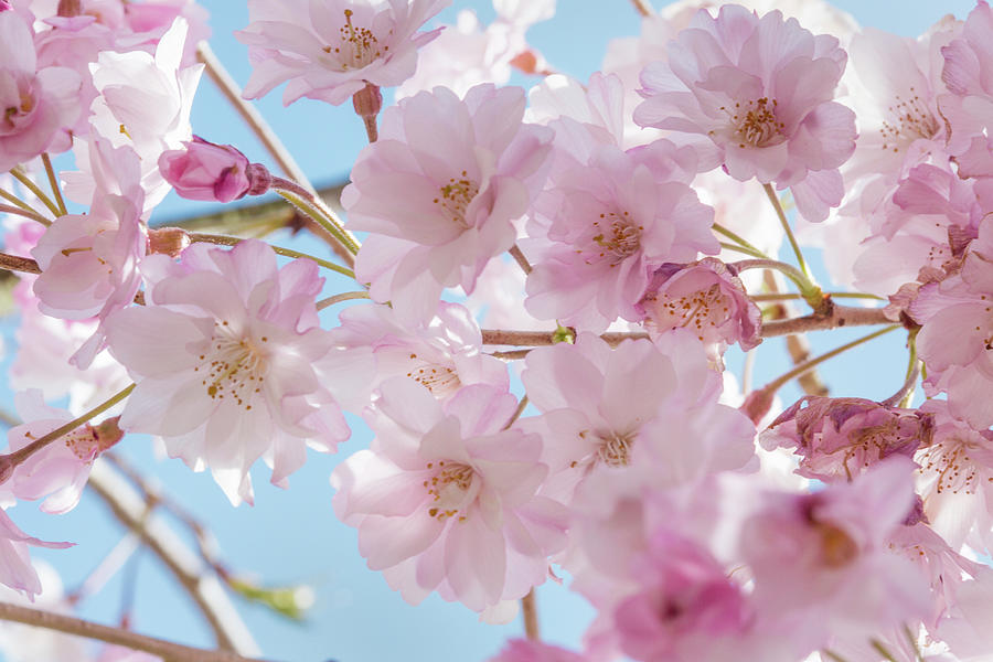 Cherry Blossom Sakura Photograph by Iris Richardson