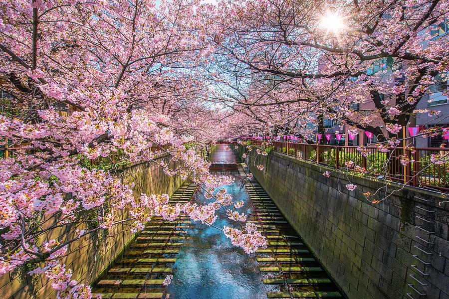Cherry blossom sakura lined Meguro Canal Photograph by Anek Suwannaphoom