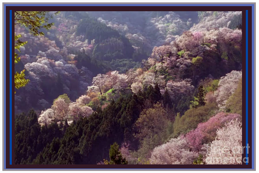 Cherry Blossom Season In Japan Photograph