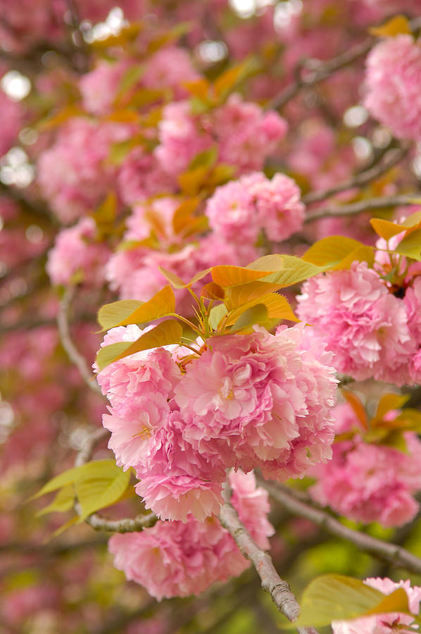 Cherry Blossom Photograph by Sebastian Musial