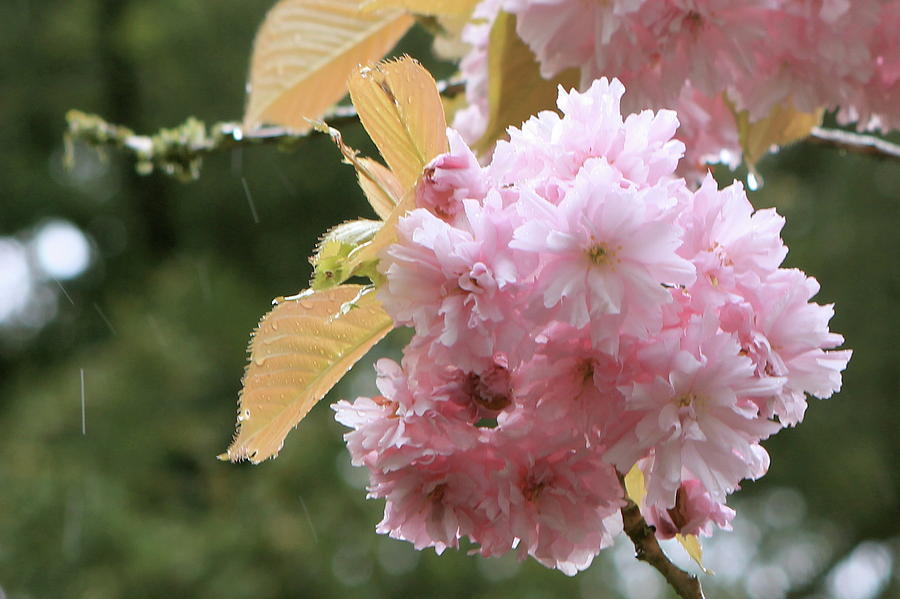 Cherry Blossom Secrets Photograph by Brandy Little