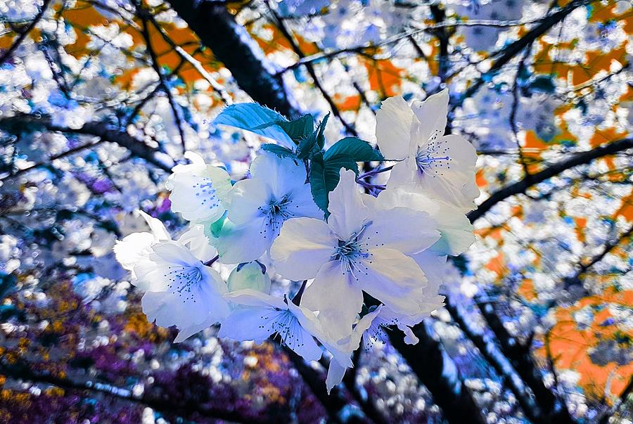Fantasy Photograph - Cherry Blossom Splash In Blue Dream by Rowena Tutty