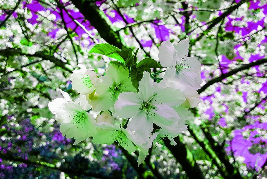 Fantasy Photograph - Cherry Blossom Splash In Emerald Glow by Rowena Tutty