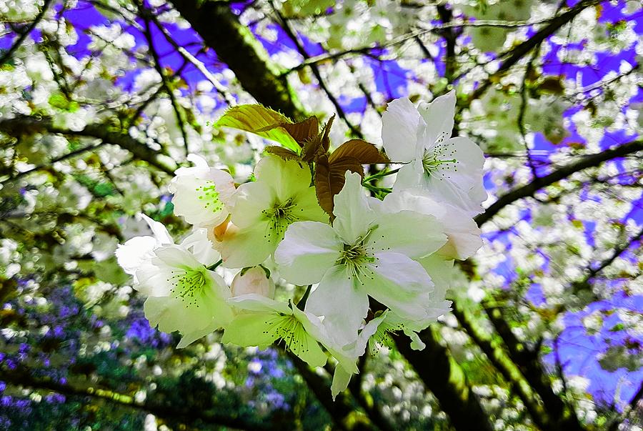 Fantasy Photograph - Cherry Blossom Splash In Summer Lime by Rowena Tutty