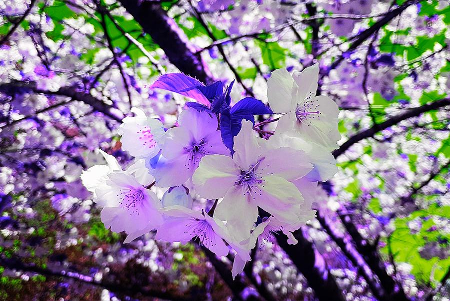 Fantasy Photograph - Cherry Blossom Splash In Violet Magic by Rowena Tutty