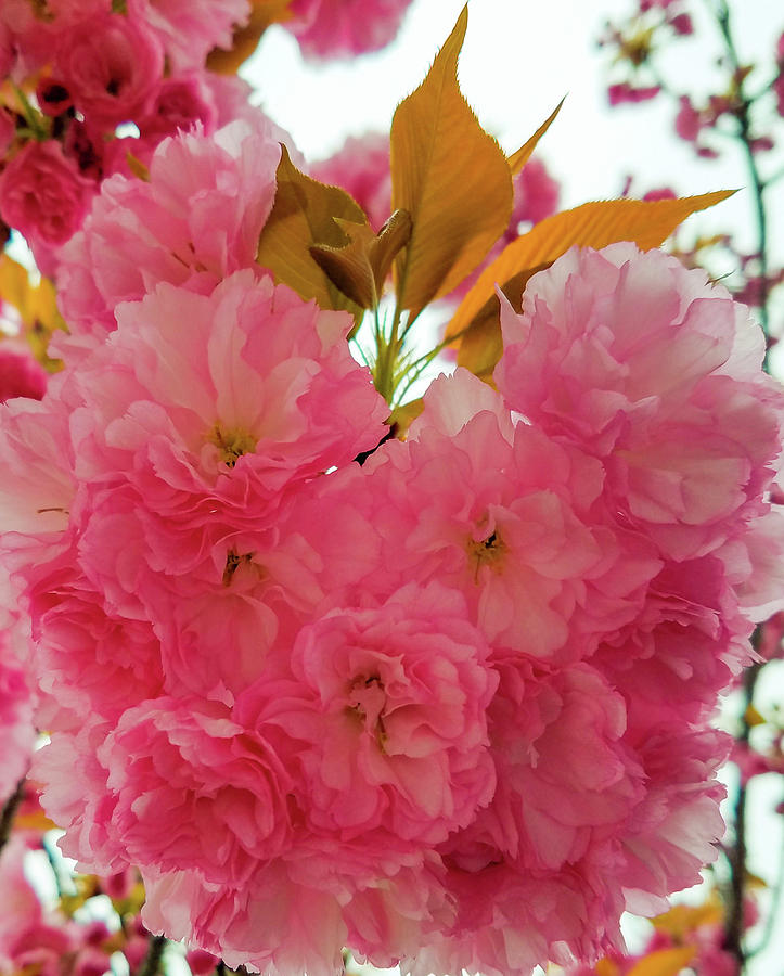 Flower Photograph - Cherry Blossom-Spring 2017-1 by Srinivasan Venkatarajan