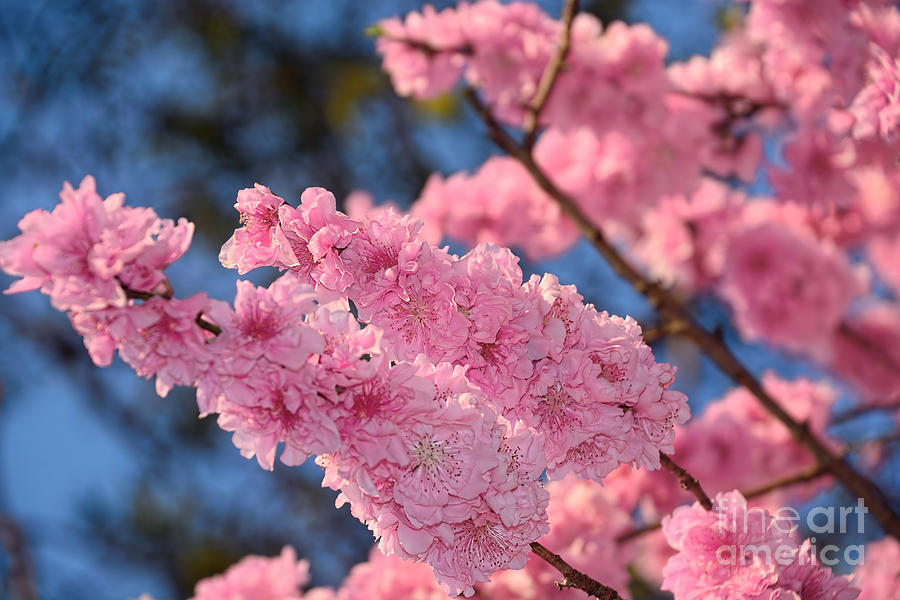 Cherry Blossom Springtime by Kaye Menner Photograph by Kaye Menner
