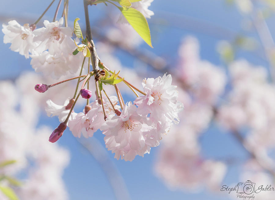 Cherry Blossom Photograph by Steph Gabler