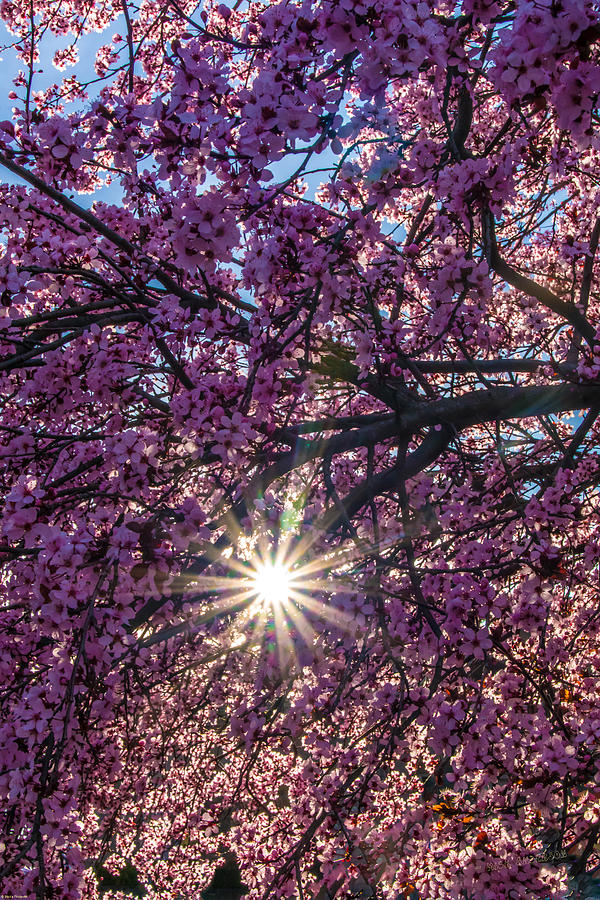 Cherry Blossom Sun Photograph by Mick Anderson