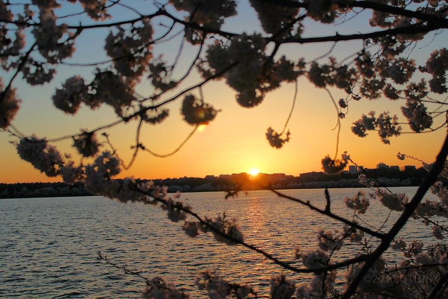 Cherry Blossom Sunset Photograph by Christopher Duncan - Fine Art America