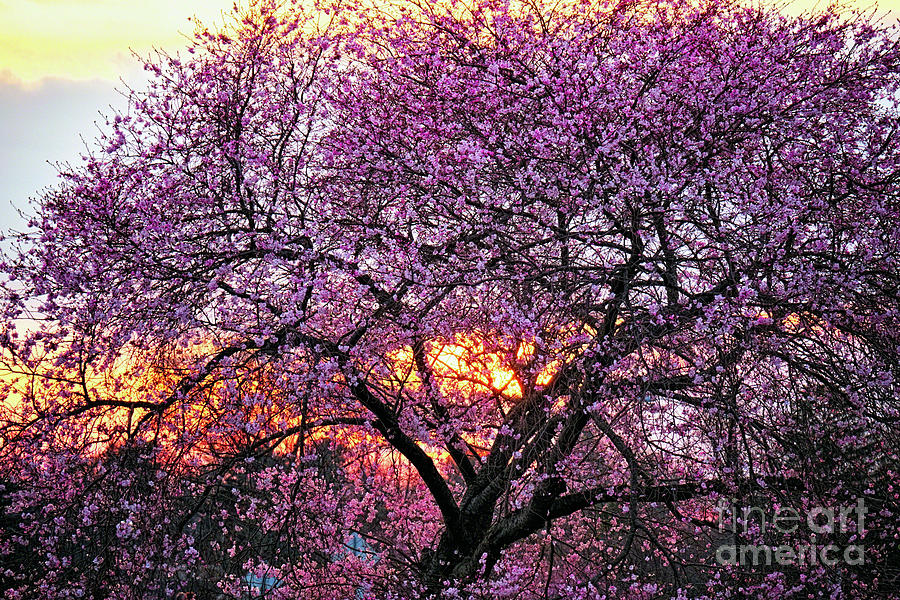 Cherry Blossom Sunset Photograph