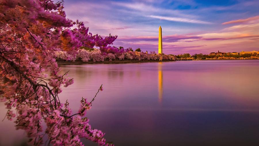 Cherry Blossom Sunset Photograph By Hector Lopez - Fine Art America