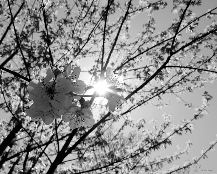 Cherry Blossom Sunshine Photograph by Dark Whimsy