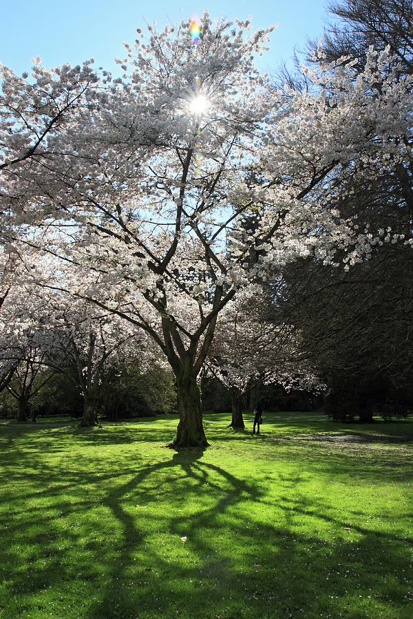 Cherry blossom sunshine Photograph by Pierre Leclerc Photography - Fine ...