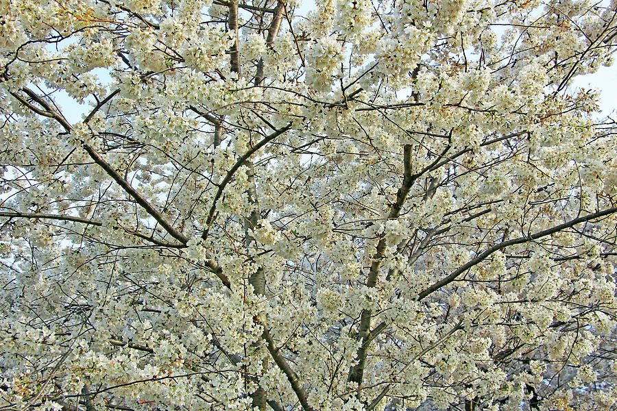 Cherry Blossom Symphony Photograph by Cora Wandel