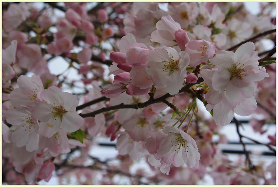 Its  Cherry Blossom Time #1 Photograph by Dora Sofia Caputo