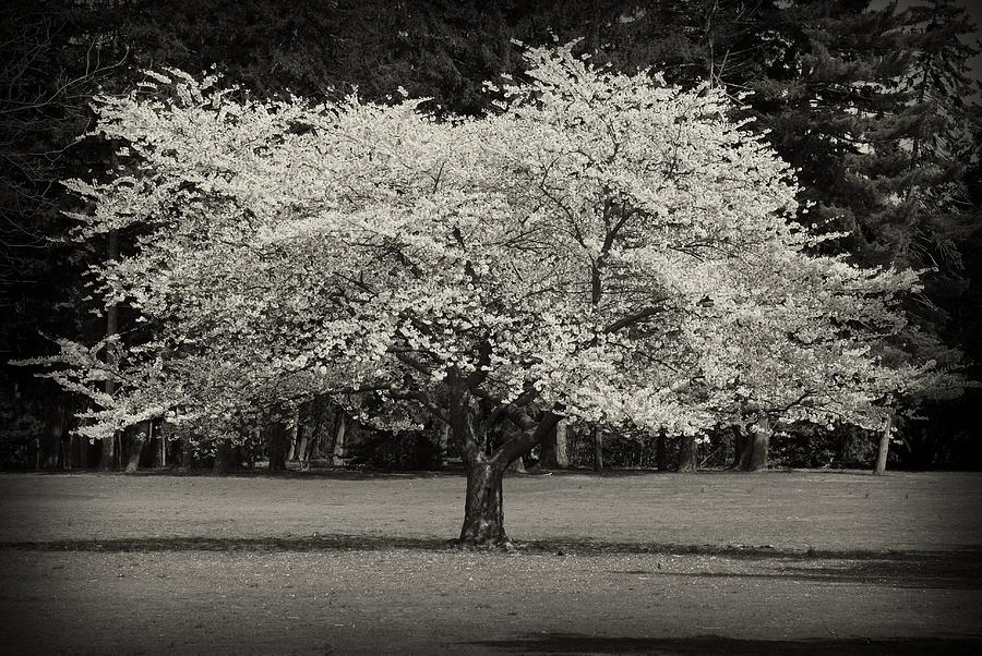 Cherry Blossom Tree - Ocean County Park Photograph by Angie Tirado