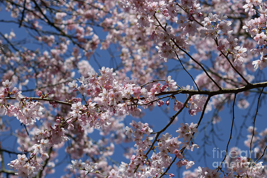 Cherry Blossom Tree against Blue Sky Photograph by Julia Gavin