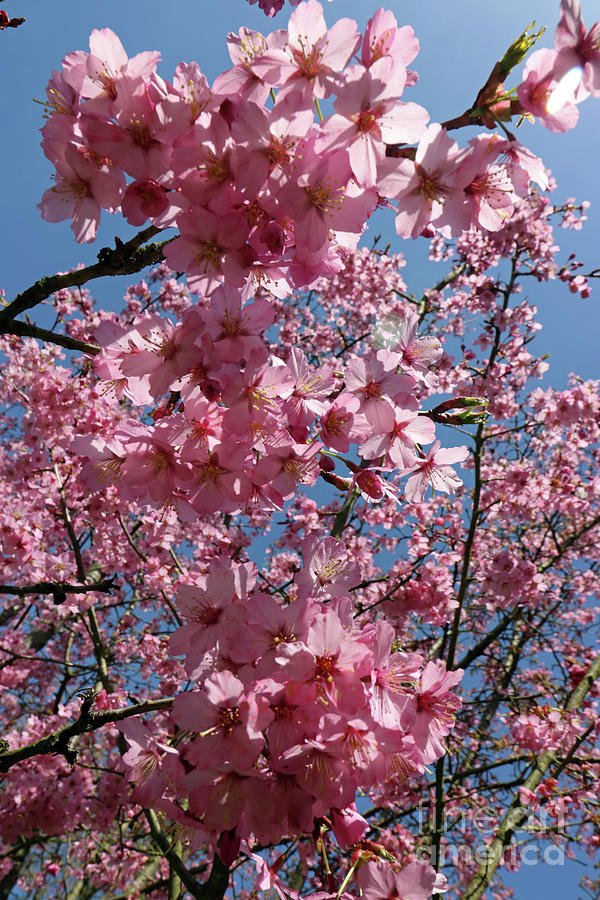 Cherry Blossom Tree and Blue Sky Photograph by Julia Gavin