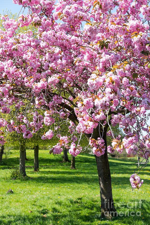 Cherry blossom tree Photograph by Colin Rayner