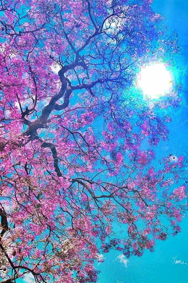 Blue Photograph - Cherry Blossom Tree by Donna Andrews