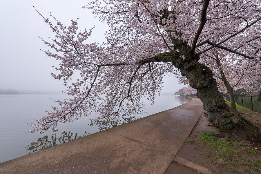 Cherry Blossom Tree in Fog Photograph by Michael Donahue