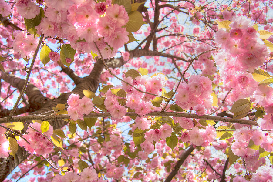 Cherry Blossom Tree Photograph by John A Megaw