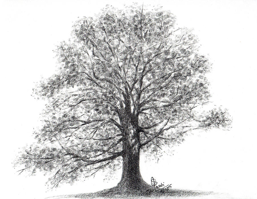 24423 Sakura Tree Drawing Images Stock Photos  Vectors  Shutterstock