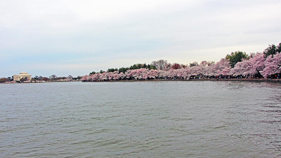 Cherry Blossom Trees And The Jefferson Memorial On The Tidal Basin Photograph by Cora Wandel