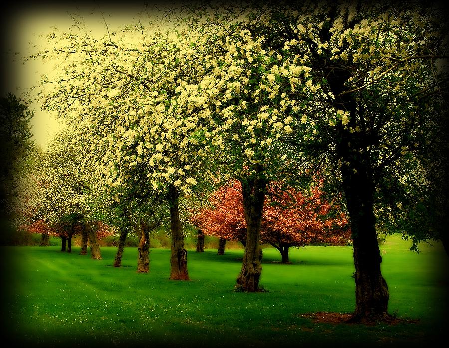 Cherry Blossom Trees Photograph by Angie Tirado