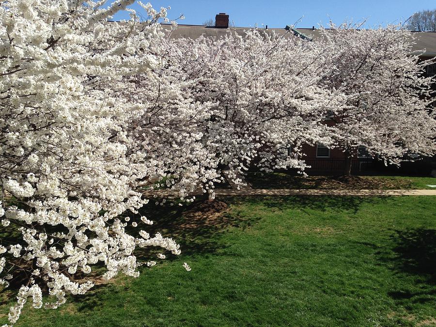 Cherry Blossom Trees Digital Art by Elizabeth Samuels - Fine Art America