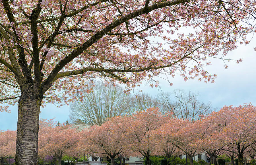 Cherry Blossom Trees full Bloom in Salem Oregon Photograph by Jit Lim