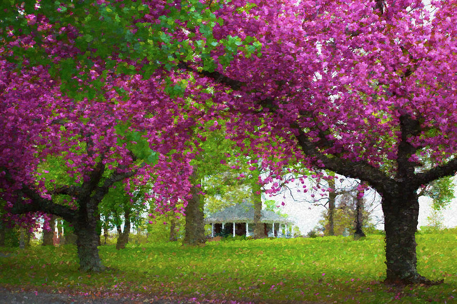 Cherry Blossom Trees In Richmond Photograph