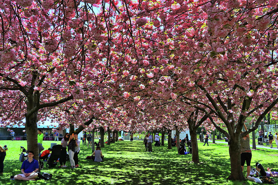 Cherry Blossom Trees of B B G # 7 Photograph by Allen Beatty