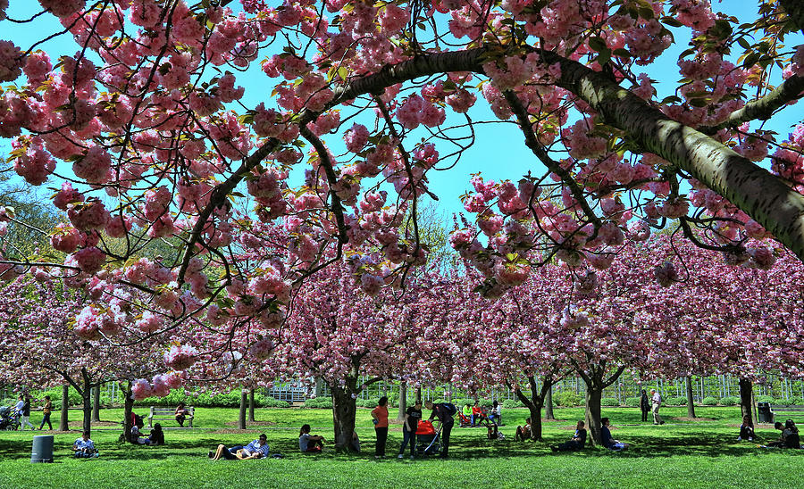 Cherry Blossom Trees of B B G #2 Photograph by Allen Beatty