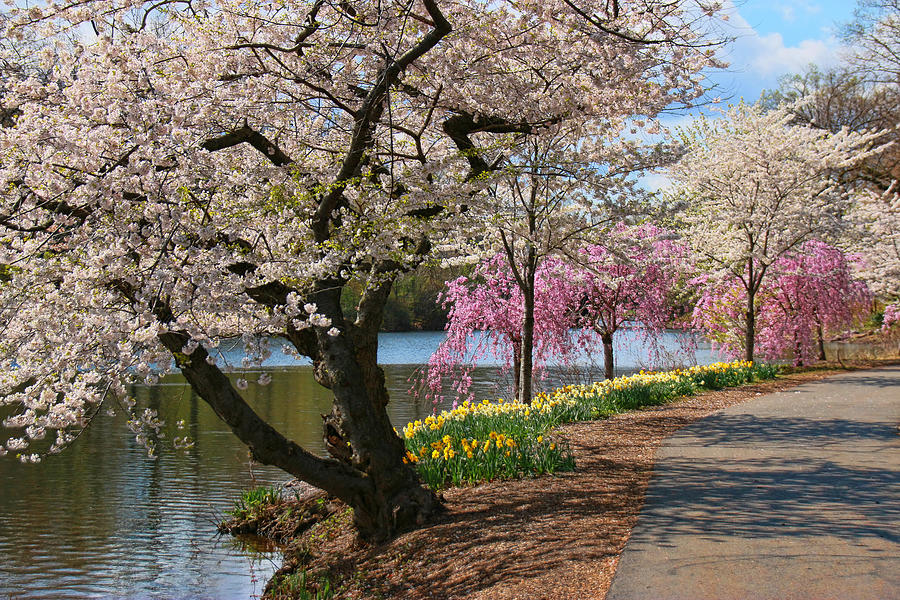 Cherry Blossom Trees of Branch Brook Park 17 Photograph by Allen Beatty