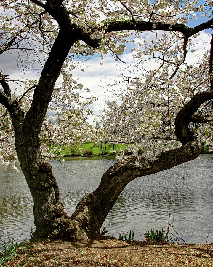 Spring Photograph - Cherry Blossom Trees of Branch Brook Park 19 by Allen Beatty