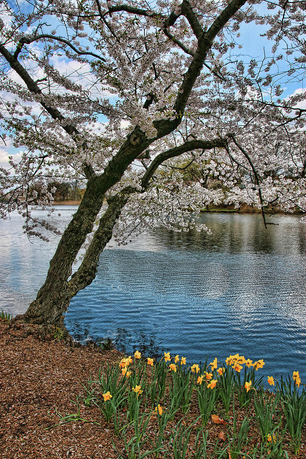 Cherry Blossom Trees of Branch Brook Park 20 Photograph by Allen Beatty