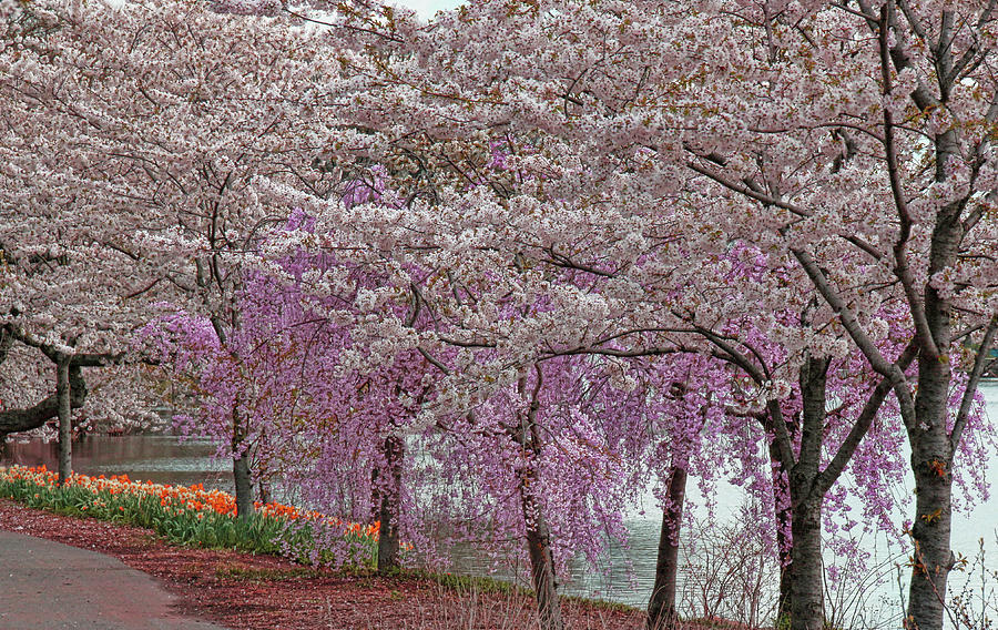 Cherry Blossom Trees of Branch Brook Park 24 Photograph by Allen Beatty